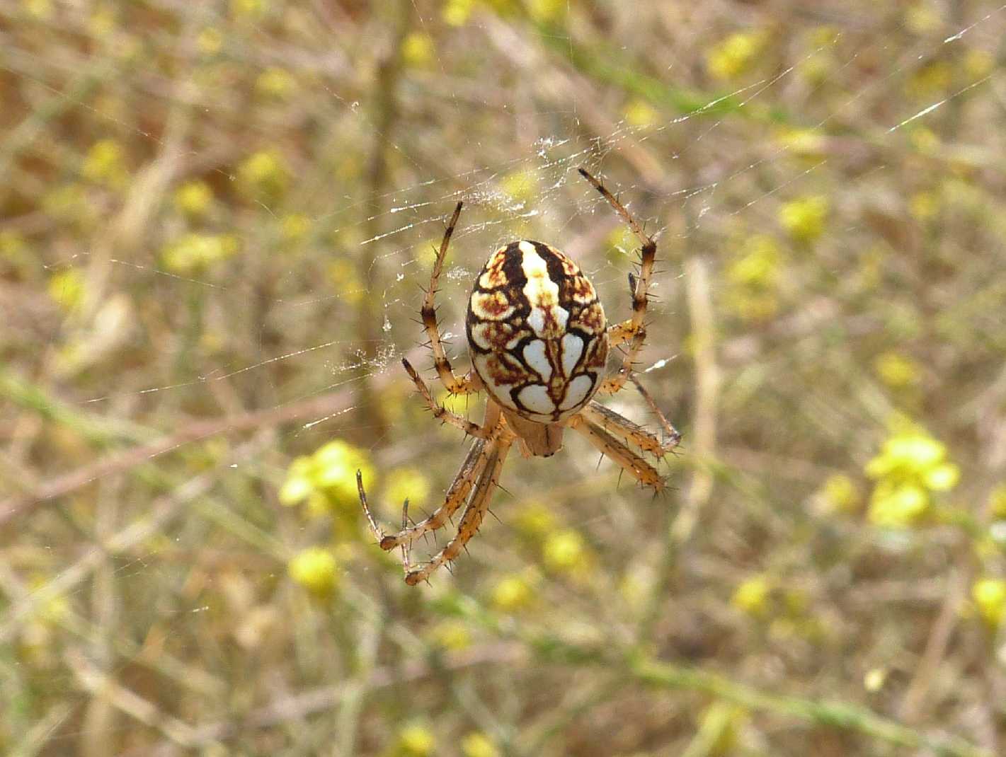 Carrellata di Neoscona adianta